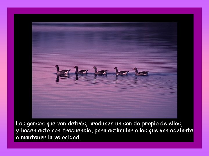 Los gansos que van detrás, producen un sonido propio de ellos, y hacen esto