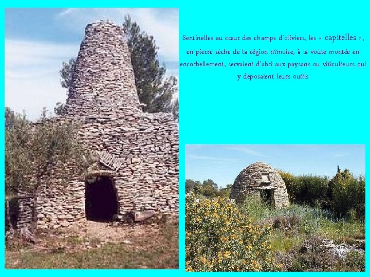 Sentinelles au cœur des champs d’oliviers, les « capitelles » , en pierre sèche