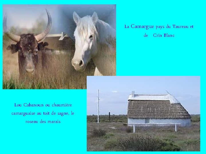 La Camargue pays du Taureau et de Crin Blanc Lou Cabanoun ou chaumière camarguaise