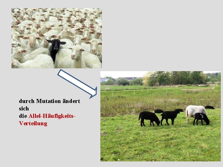 durch Mutation ändert sich die Allel Häufigkeits Verteilung 