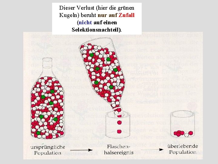 Dieser Verlust (hier die grünen Kugeln) beruht nur auf Zufall (nicht auf einen Selektionsnachteil).