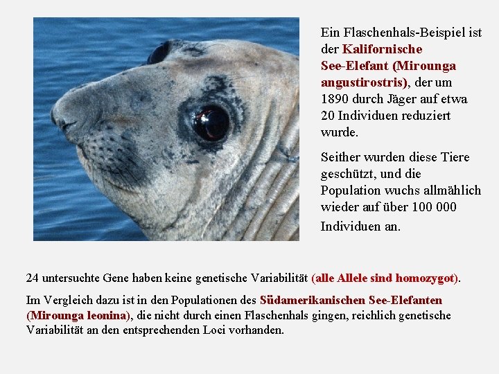Ein Flaschenhals Beispiel ist der Kalifornische See Elefant (Mirounga angustirostris), der um 1890 durch
