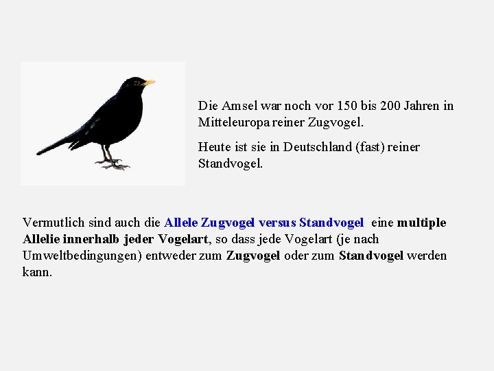 Die Amsel war noch vor 150 bis 200 Jahren in Mitteleuropa reiner Zugvogel. Heute