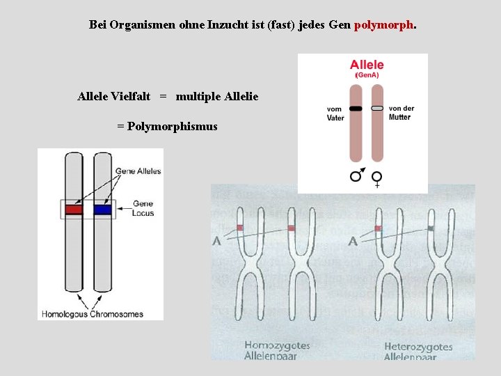 Bei Organismen ohne Inzucht ist (fast) jedes Gen polymorph. Allele Vielfalt = multiple Allelie
