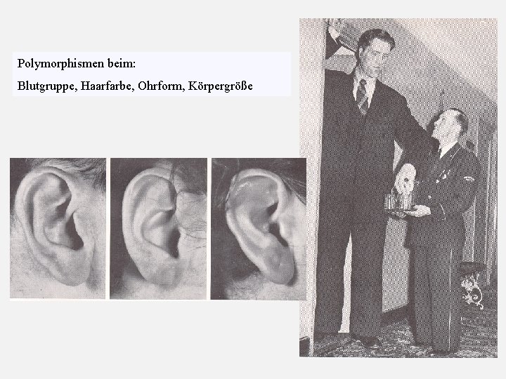 Polymorphismen beim: Blutgruppe, Haarfarbe, Ohrform, Körpergröße 