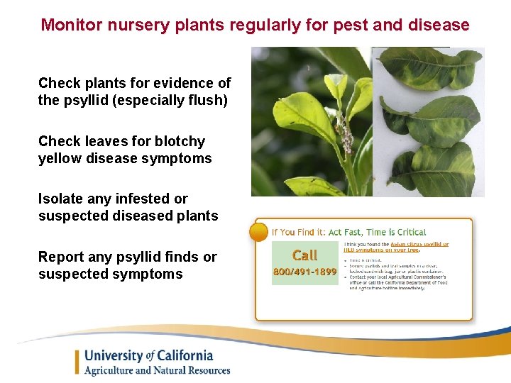 Monitor nursery plants regularly for pest and disease Check plants for evidence of the