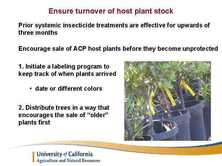 Ensure turnover of host plant stock Prior systemic insecticide treatments are effective for upwards