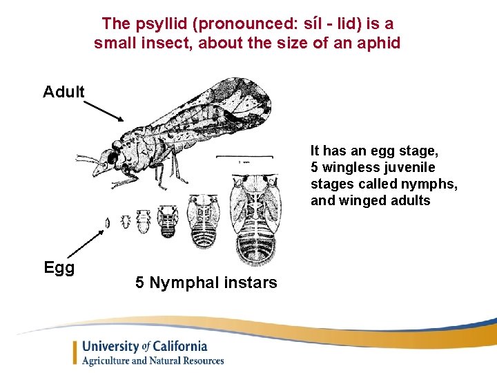 The psyllid (pronounced: síl - lid) is a small insect, about the size of