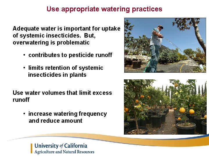 Use appropriate watering practices Adequate water is important for uptake of systemic insecticides. But,