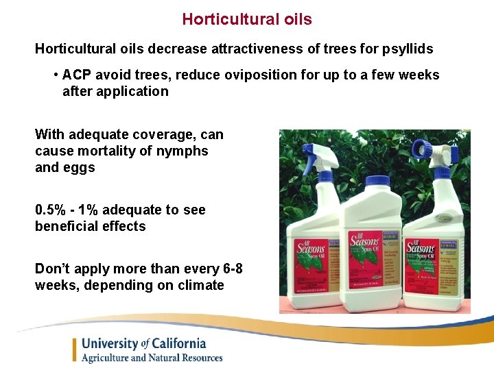 Horticultural oils decrease attractiveness of trees for psyllids • ACP avoid trees, reduce oviposition