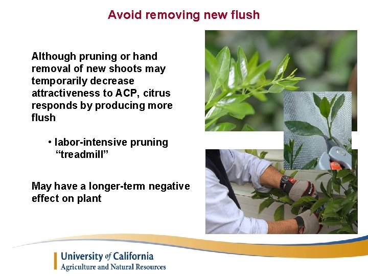 Avoid removing new flush Although pruning or hand removal of new shoots may temporarily