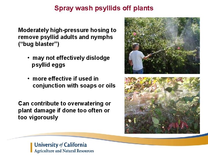 Spray wash psyllids off plants Moderately high-pressure hosing to remove psyllid adults and nymphs