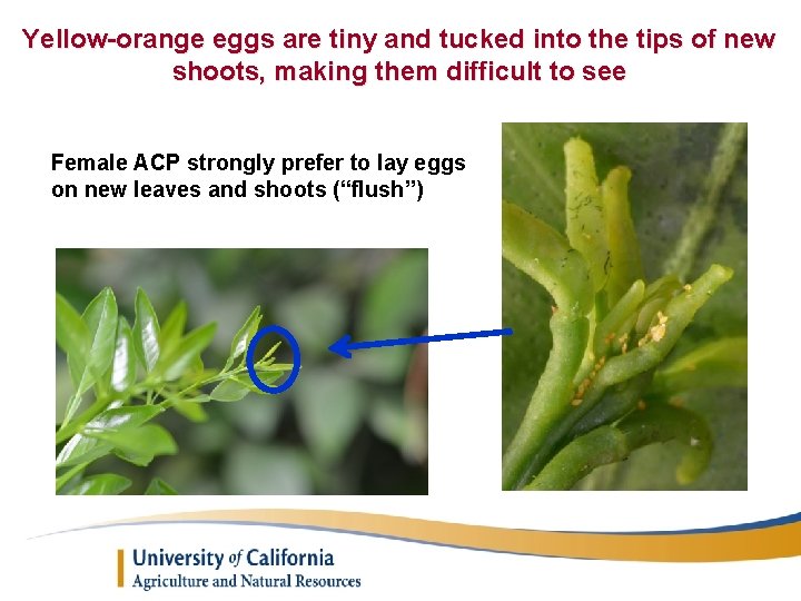Yellow-orange eggs are tiny and tucked into the tips of new shoots, making them