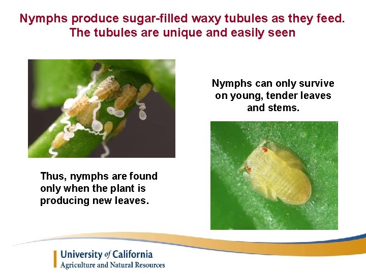 Nymphs produce sugar-filled waxy tubules as they feed. The tubules are unique and easily