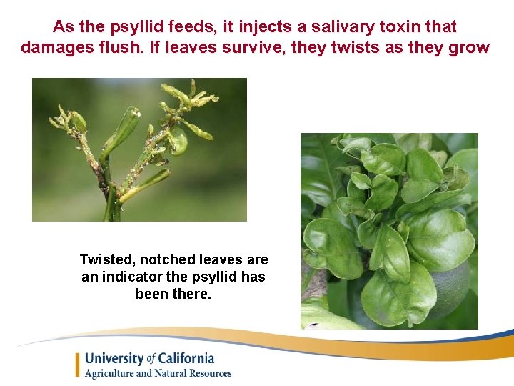 As the psyllid feeds, it injects a salivary toxin that damages flush. If leaves