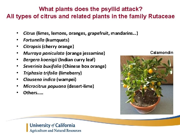 What plants does the psyllid attack? All types of citrus and related plants in