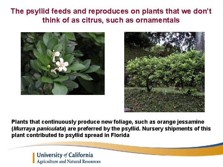 The psyllid feeds and reproduces on plants that we don’t think of as citrus,