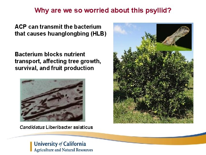 Why are we so worried about this psyllid? ACP can transmit the bacterium that