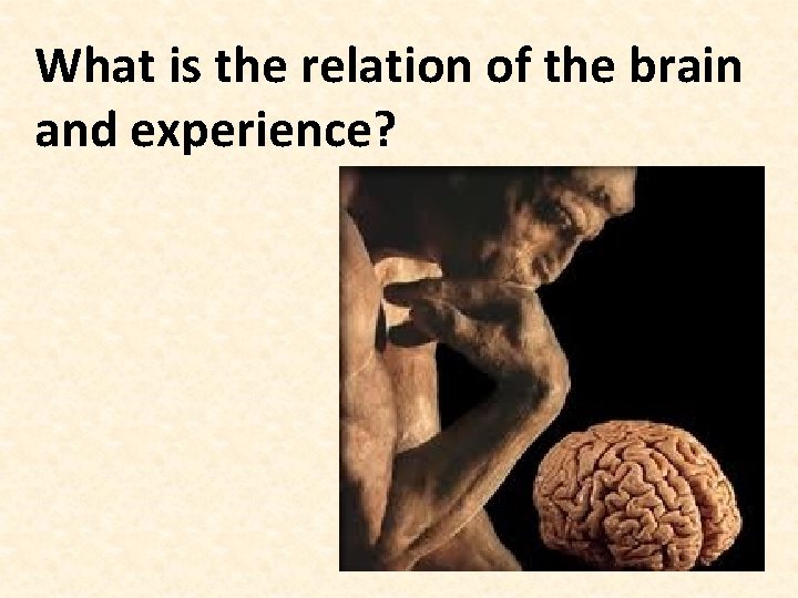 What is the relation of the brain and experience? 