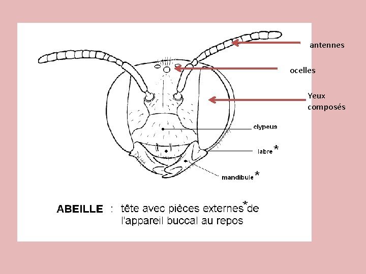 antennes ocelles Yeux composés 