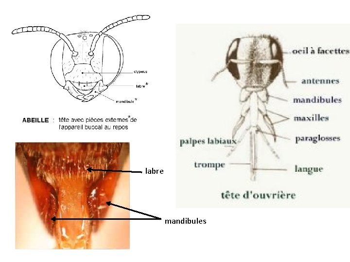 labre mandibules 