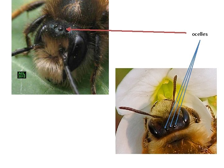 ocelles 