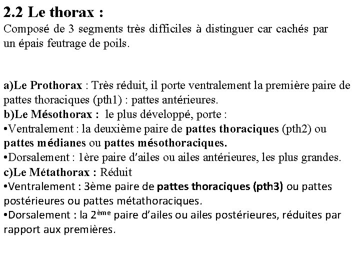2. 2 Le thorax : Composé de 3 segments très difficiles à distinguer cachés