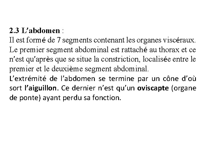 2. 3 L’abdomen : Il est formé de 7 segments contenant les organes viscéraux.