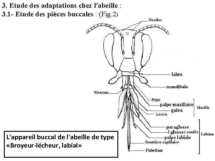 3. Etude des adaptations chez l’abeille : 3. 1 - Etude des pièces buccales