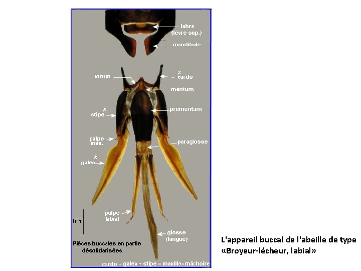 L'appareil buccal de l'abeille de type «Broyeur-lécheur, labial» 