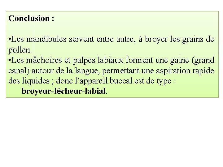 Conclusion : • Les mandibules servent entre autre, à broyer les grains de pollen.