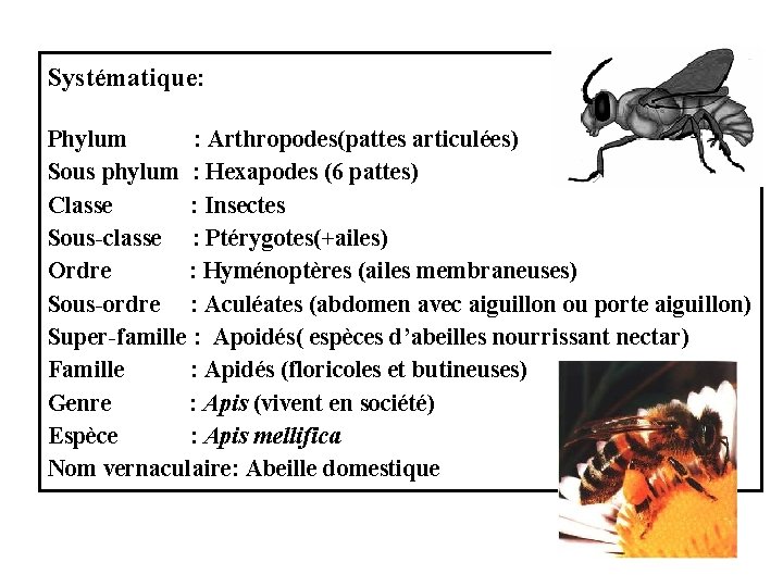 Systématique: Phylum : Arthropodes(pattes articulées) Sous phylum : Hexapodes (6 pattes) Classe : Insectes