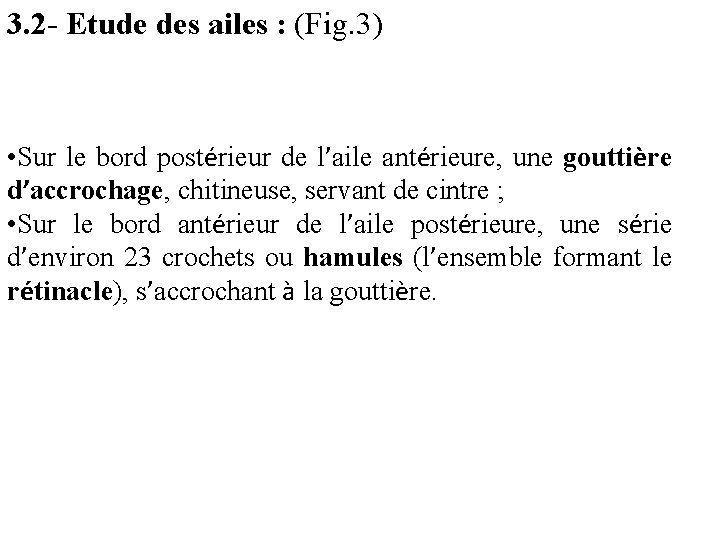 3. 2 - Etude des ailes : (Fig. 3) • Sur le bord postérieur