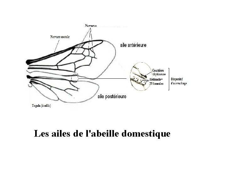 Les ailes de l'abeille domestique 