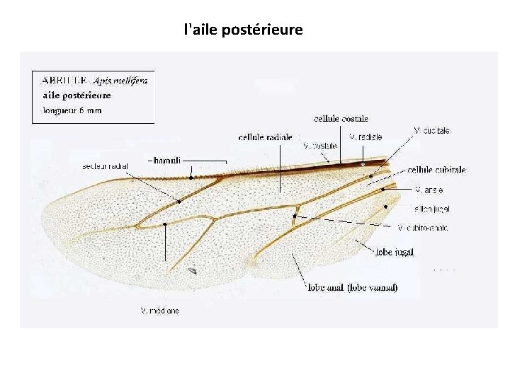 l'aile postérieure 