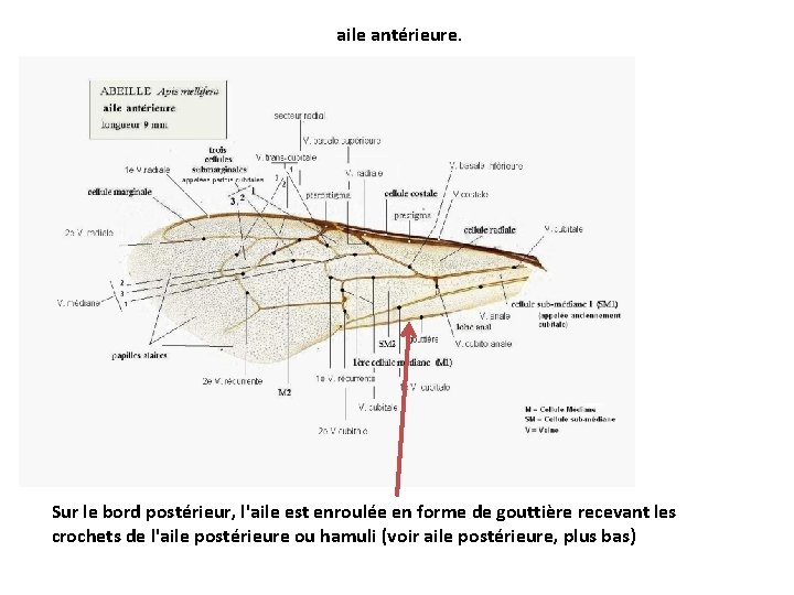 aile antérieure. Sur le bord postérieur, l'aile est enroulée en forme de gouttière recevant