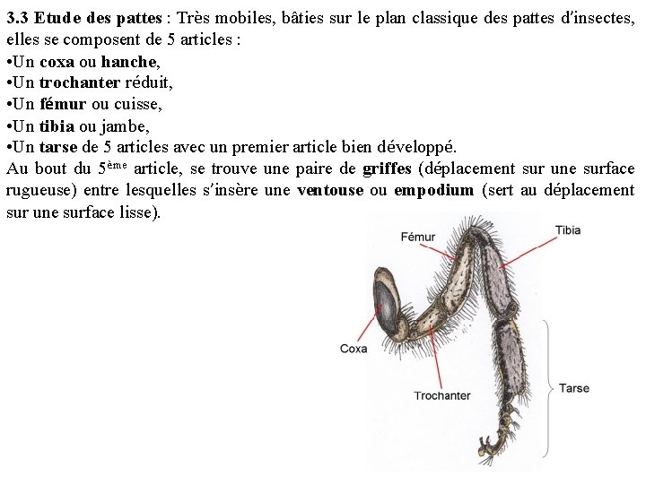 3. 3 Etude des pattes : Très mobiles, bâties sur le plan classique des