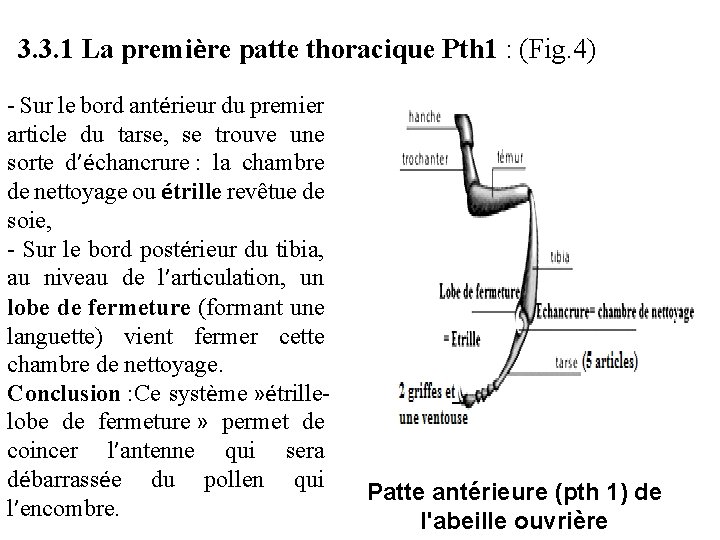 3. 3. 1 La première patte thoracique Pth 1 : (Fig. 4) - Sur