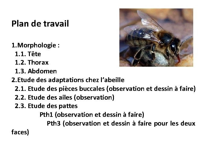 Plan de travail 1. Morphologie : 1. 1. Tête 1. 2. Thorax 1. 3.