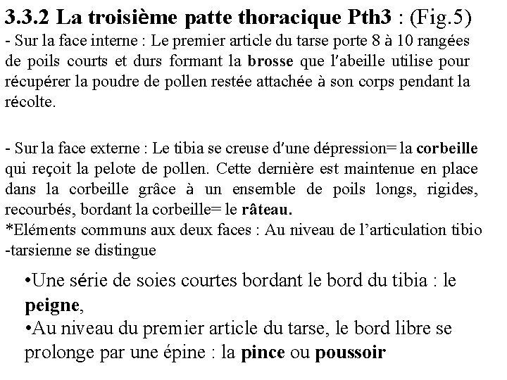 3. 3. 2 La troisième patte thoracique Pth 3 : (Fig. 5) - Sur