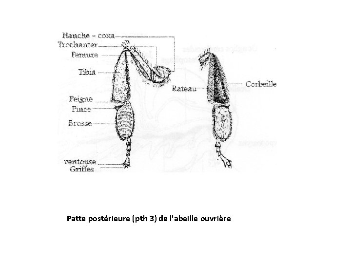 Patte postérieure (pth 3) de l'abeille ouvrière 