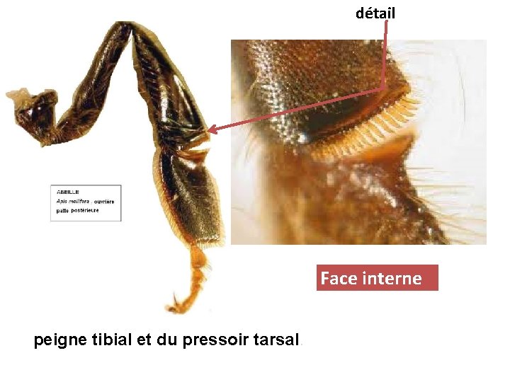 détail Face interne peigne tibial et du pressoir tarsal. 