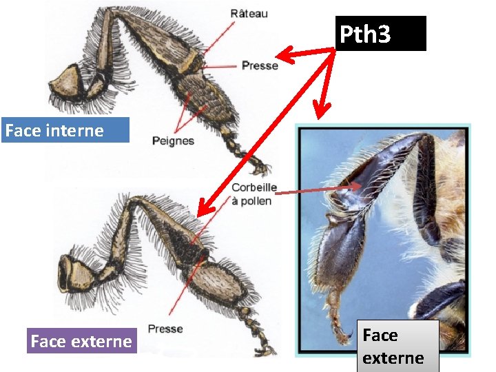 Pth 3 Face interne Face externe 
