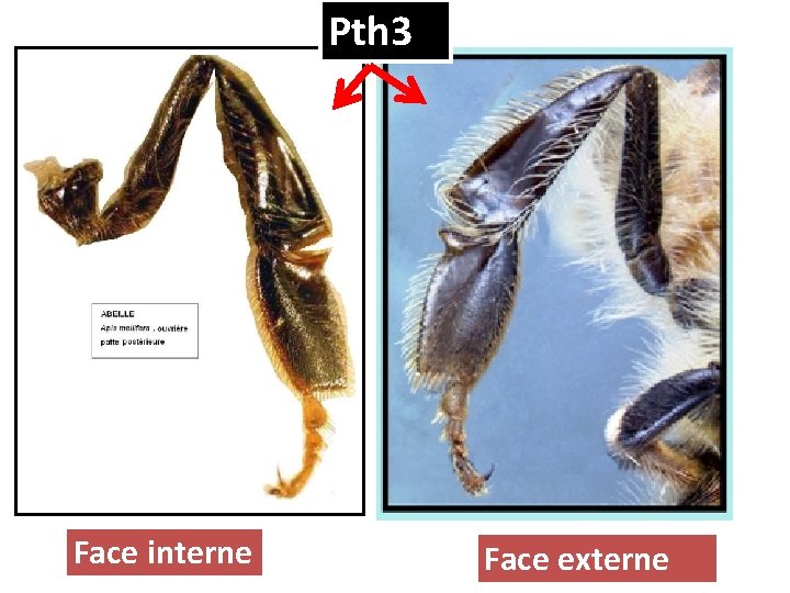 Pth 3 Face interne Face externe 