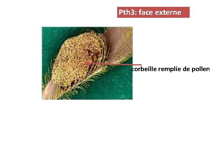 Pth 3: face externe corbeille remplie de pollen 