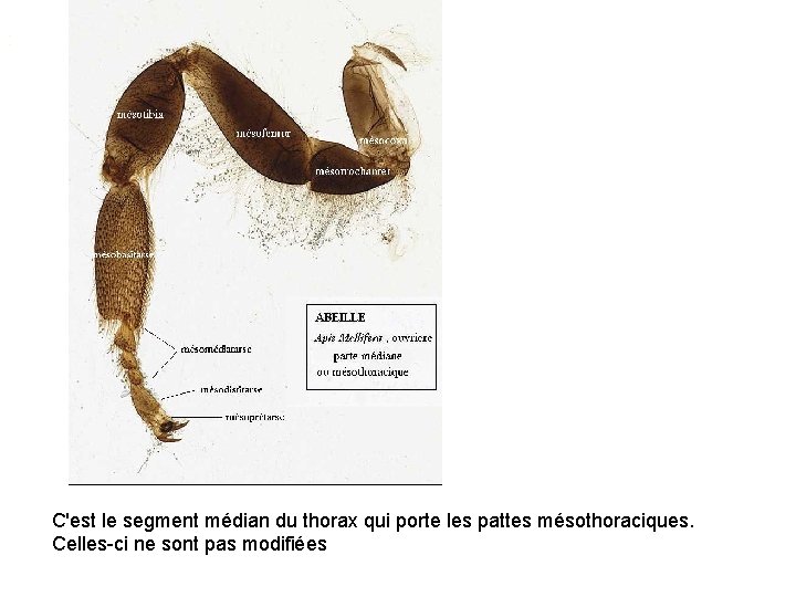 : C'est le segment médian du thorax qui porte les pattes mésothoraciques. Celles-ci ne
