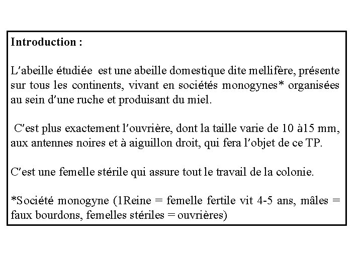 Introduction : L’abeille étudiée est une abeille domestique dite mellifère, présente sur tous les