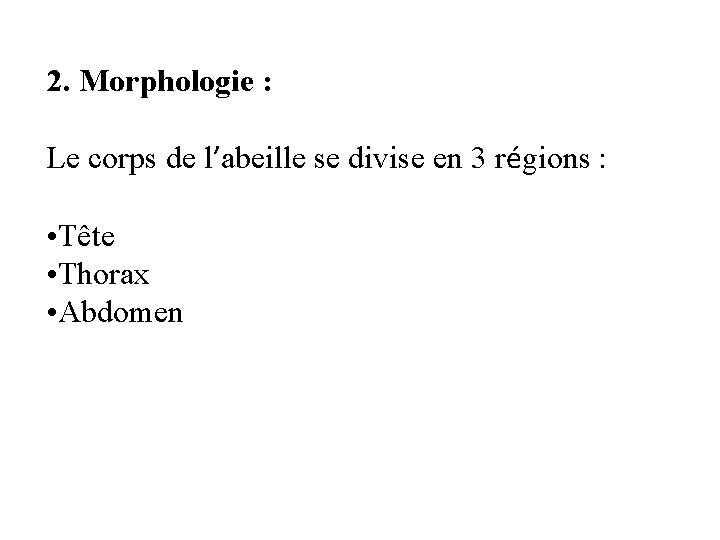 2. Morphologie : Le corps de l’abeille se divise en 3 régions : •