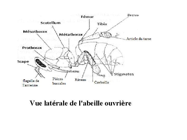 Vue latérale de l'abeille ouvrière 