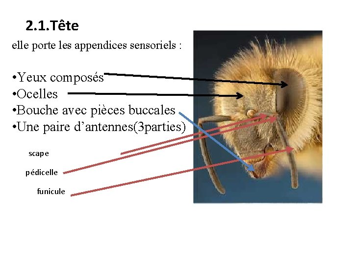 2. 1. Tête elle porte les appendices sensoriels : • Yeux composés • Ocelles